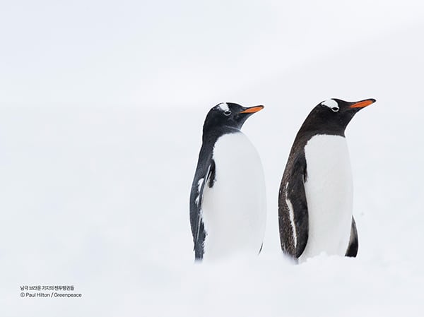 남극 브라운 기지의 젠투펭귄들