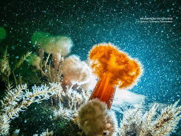 북해 보르쿰 해저 암반 위에 서식하는 말미잘