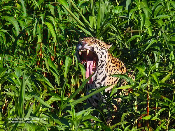 브라질 판타나우르 정글에서 하품하는 재규어