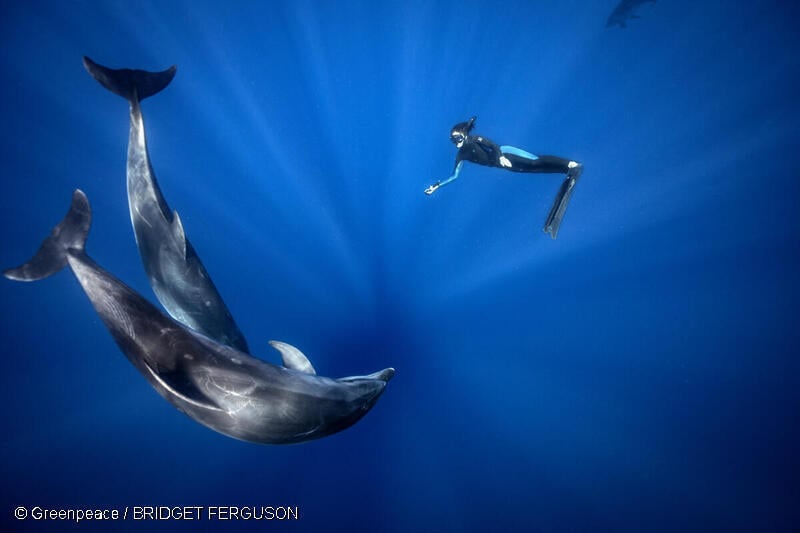 돌고래와 사람이 함께 바다에 있다