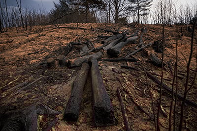 산불 피해 지역