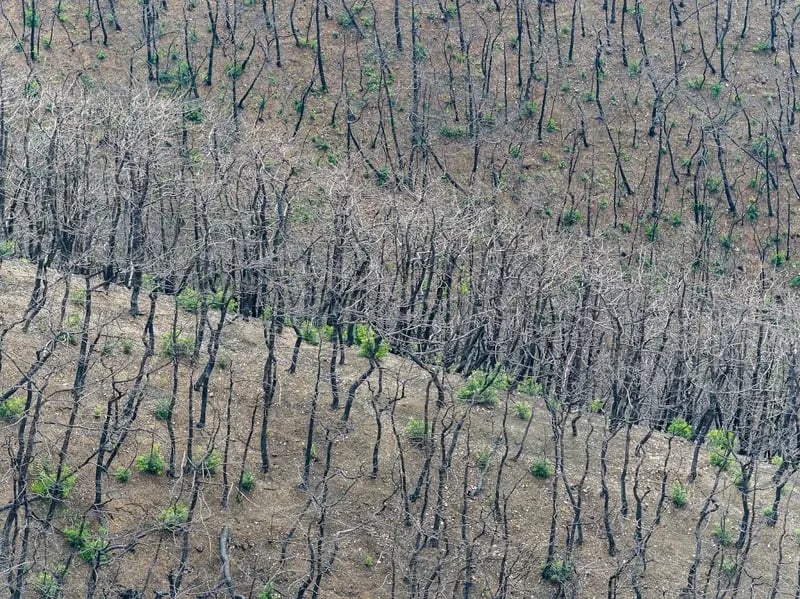 새롭게 싹을 틔우는 나무