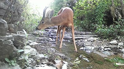 고운사에 돌아온 야생동물