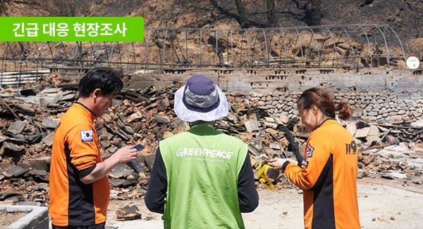 그린피스 산불 긴급 대응 현장조사