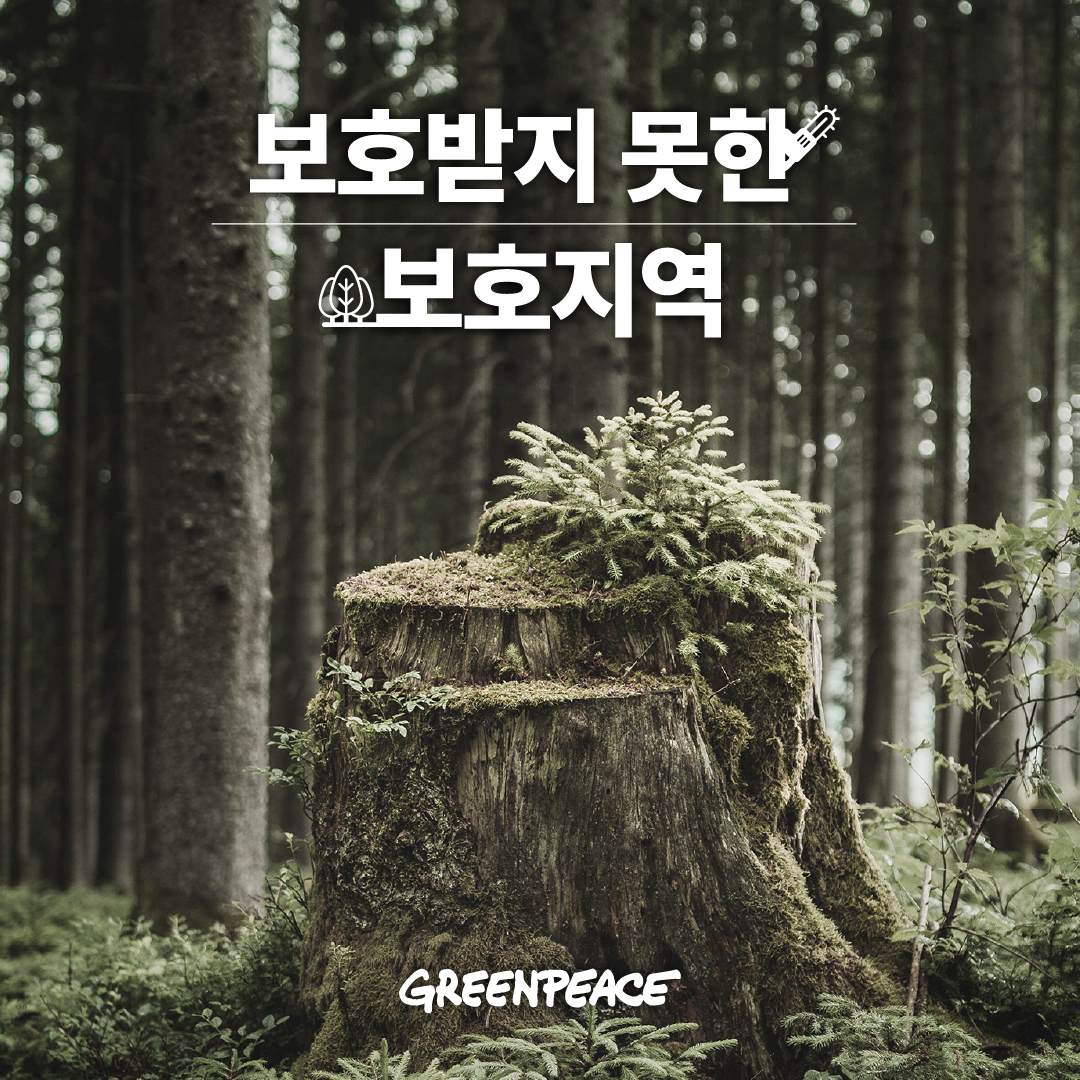 그린피스 산림보호 실태조사 연구 보고서 사진 정방형 산불자연복원