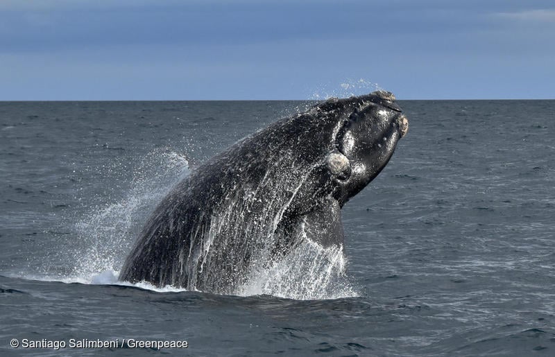 Southern Right Whale in Argentina