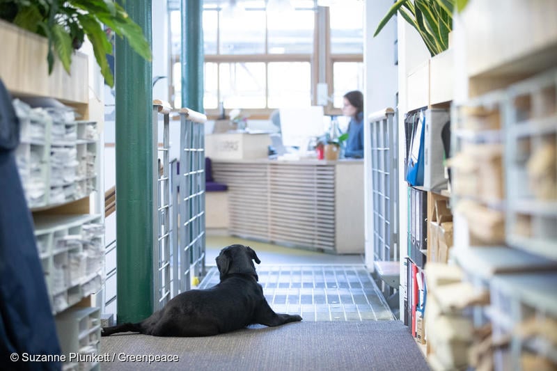 그린피스 복지혜택