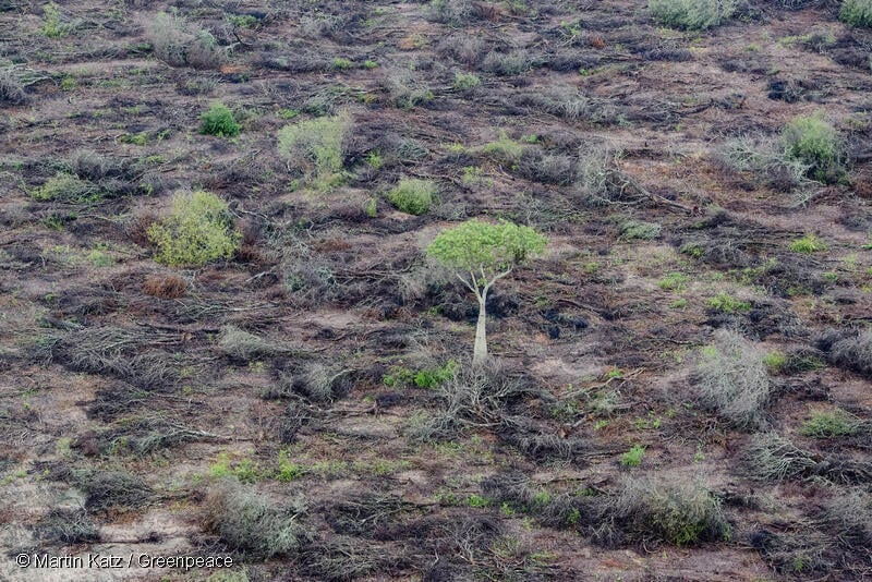 Aerial view of Deforestation in the Gran Chaco