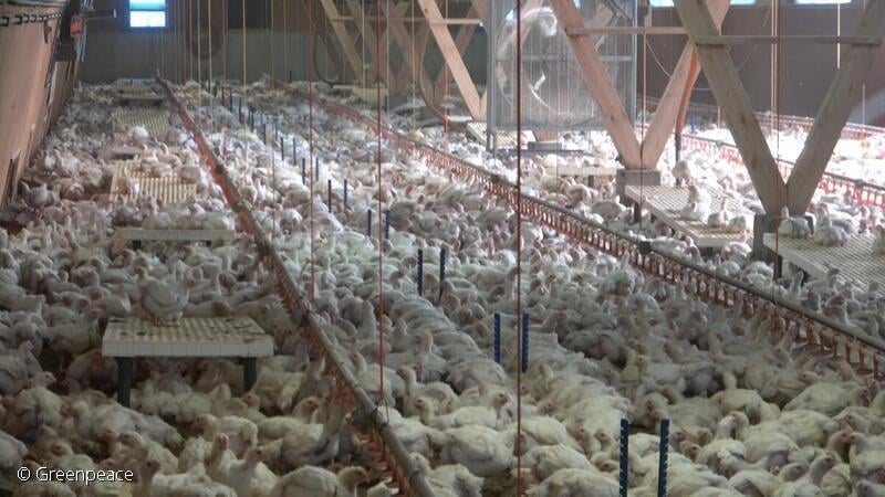 Factory Farming Legal suffering in Switzerland