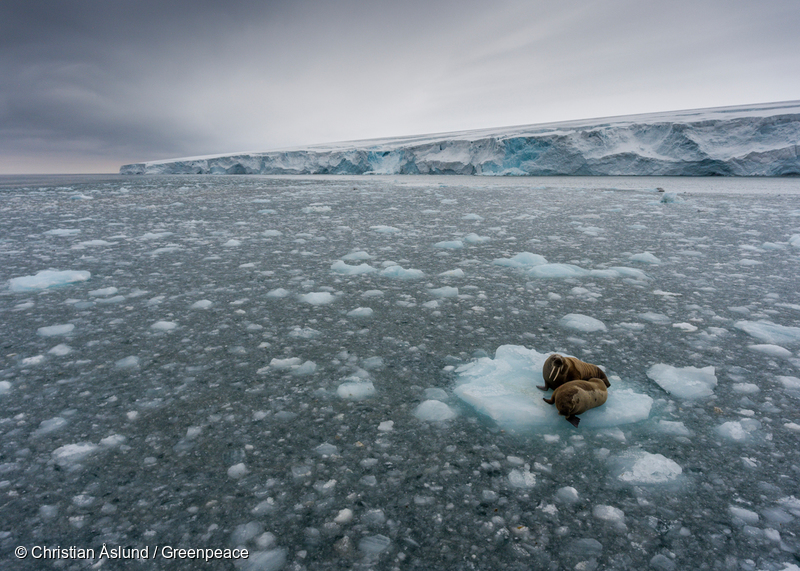 Walruses on Ice Floe at Kvitøya in Svalbard