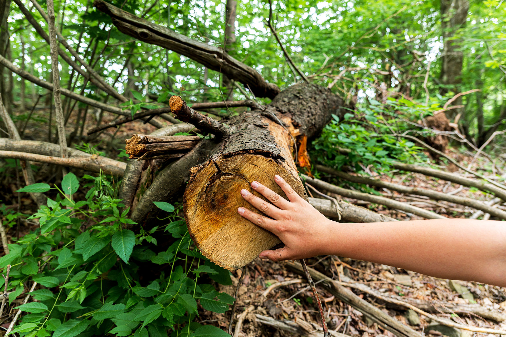 BIO-SEO-FOREST-TREE-DSC0125