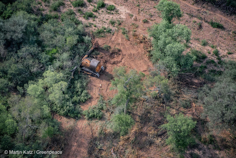 Deforestation for Farming and Agriculture in Chaco Province, Argentina